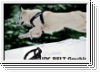 Julius K9 IDC Belt Harness